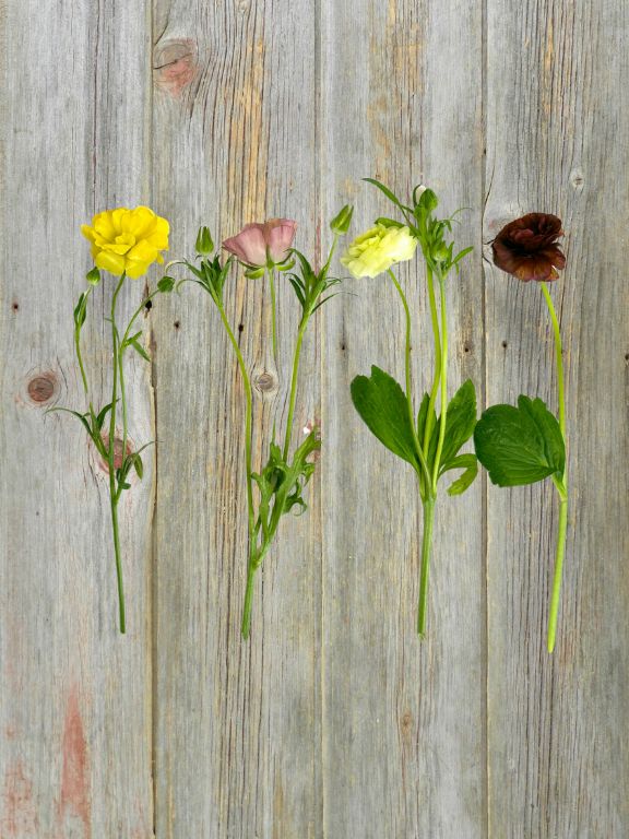 BUTTERFLY RANUNCULUS 2-3 COLOR CALIFORNIA FARM MIX